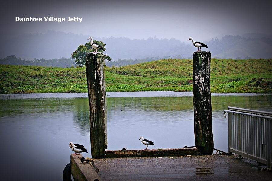 Egrets Rest Daintree