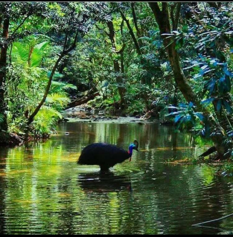 Egrets Rest Daintree